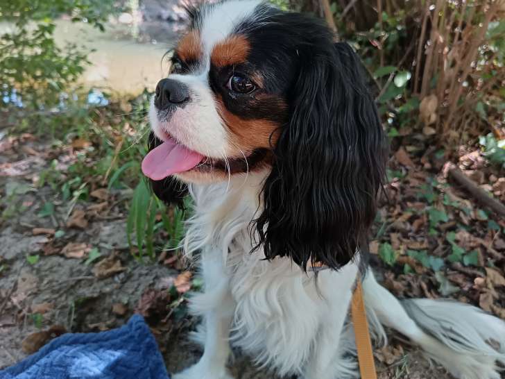 Cavalier King Charles tricolore cherche jeune chienne pour saillie