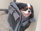 Cavalier King Charles tricolore cherche jeune chienne pour saillie