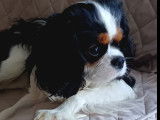 Cavalier King Charles tricolore cherche jeune chienne pour saillie