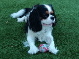 Cavalier King Charles tricolore cherche jeune chienne pour saillie