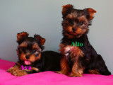 Adorables chiots de type Yorkshire à vendre
