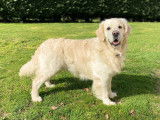 Mâle Golden Retriever disponible pour saillie
