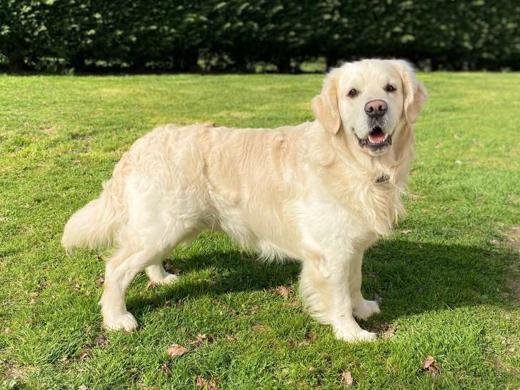 Mâle Golden Retriever disponible pour saillie