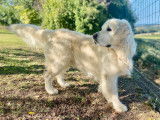 Mâle Golden Retriever disponible pour saillie
