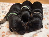Chiots de race Teckel à vendre (3 mâles)