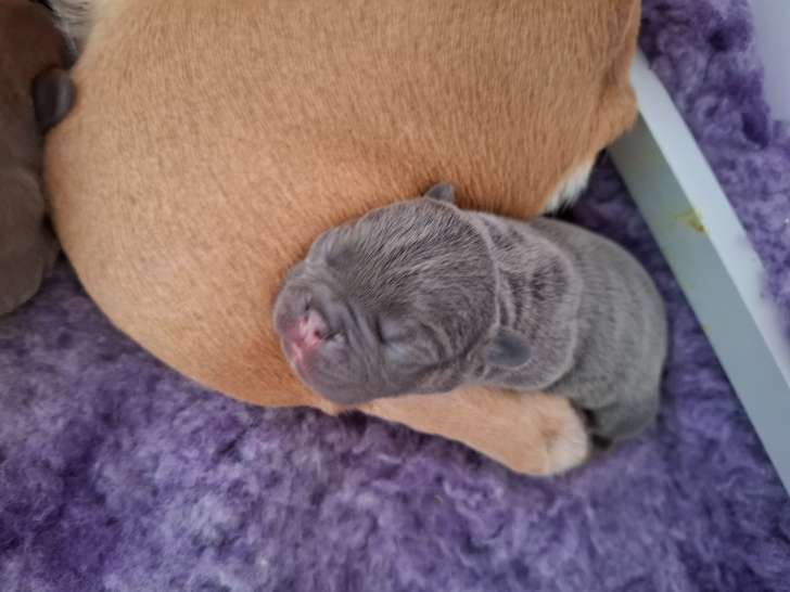 5 superbes Bouledogues bleu tan, bleu fawn et caille bleu à vendre
