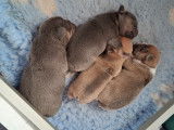 3 superbes Bouledogues bleu tan, bleu fawn et caille bleu à vendre