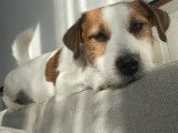 Mâle Jack Russell broken disponible pour saillie