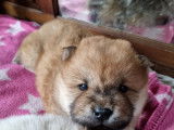 Chiots Chow Chow à naître en septembre 2025