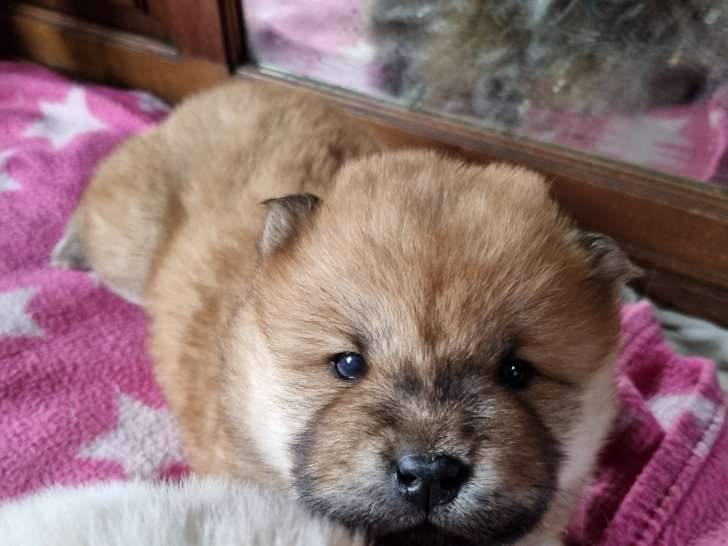 Chiots Chow Chow à naître en septembre 2025