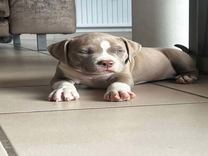 Chiots American Bully à vendre