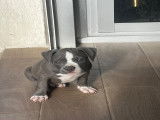 Chiots American Bully à vendre