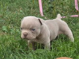 Chiot American Nully petit pocket à vendre