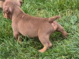 Chiot American Nully petit pocket à vendre