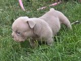 Chiot American Nully petit pocket à vendre