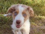 Chiot Berger Australien rouge merle à vendre