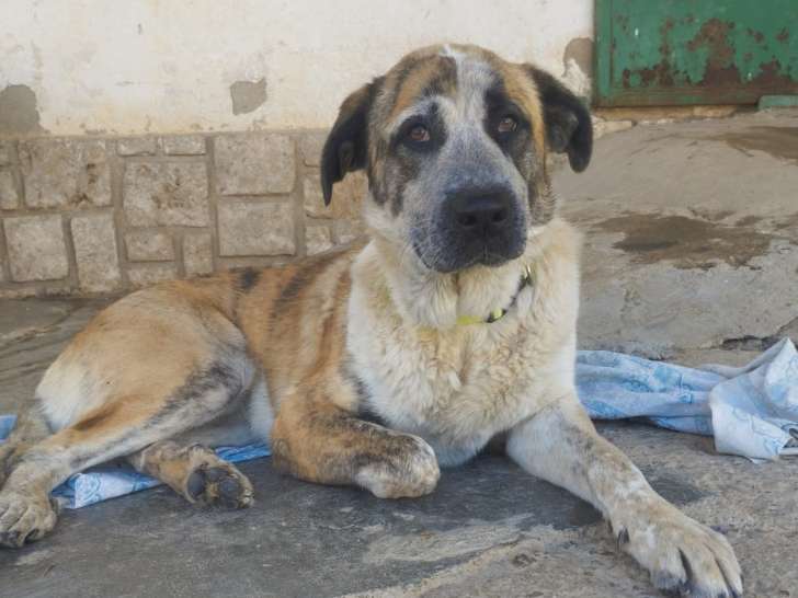 Douce Berta, abandonnée à la porte du refuge, à adopter en association