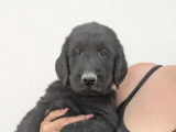 Chiots Flat Coated Retriever à vendre