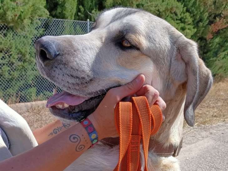 Duque, superbe Mastin Espagnol, jeune et majestueux à adopter