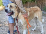 Oliver, magnifique Mastin Espagnol d’à peine 1 an à adopter