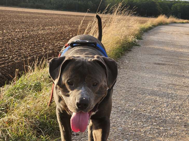 Mâle American Bully disponible pour saillie