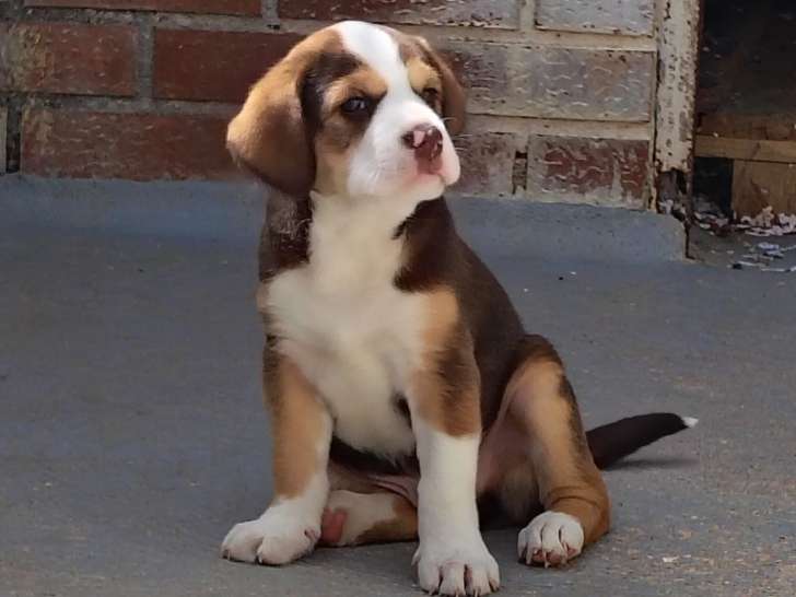 Tomillo, petit trésor à adopter