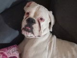 Femelle Boxer blanche (sourde) à vendre