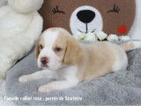 Chiots Beagle bicolores et tricolores LOF à vendre