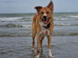 Mâle Border Collie sable charbonné disponible pour saillie