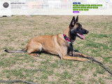 Chiots Malinois LOF d'origine travail à vendre