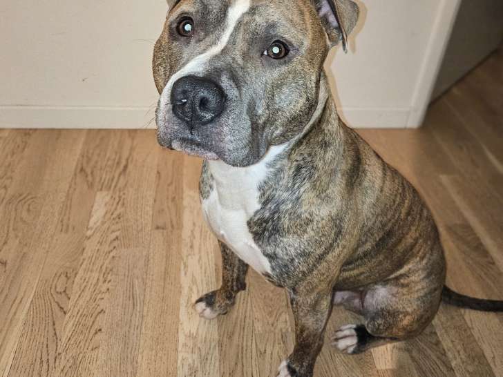 Chien adulte de type American Staffordshire Terrier Mâle à donner