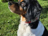 Chiots Épagneul Breton à résever