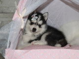 Chiots Pomsky micro et toy à vendre