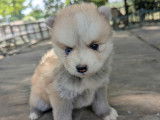 Chiots Pomsky toy à vendre