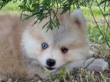 Chiot Pomsky toy à vendre