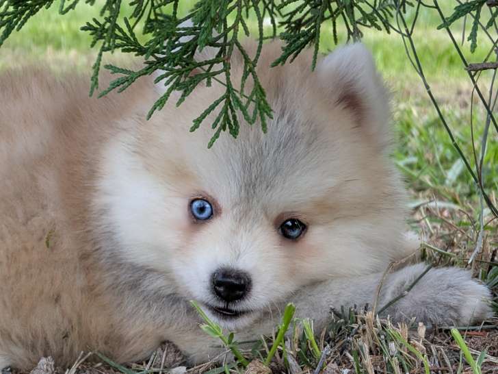 Chiot Pomsky toy à vendre