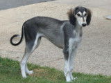 Chiot mâle Saluki grizzle disponible