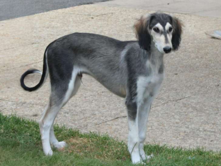 Chiot mâle Saluki grizzle disponible