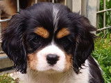 Chiots Cavalier King Charles LOF à vendre