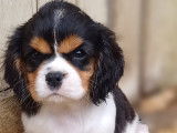 Chiots Cavalier King Charles LOF à vendre