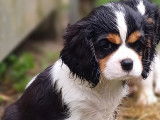 Chiots Cavalier King Charles LOF à vendre