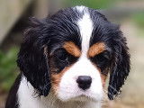 Chiots Cavalier King Charles LOF à vendre