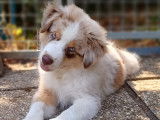 Chiot Berger Américain Miniature LOF à vendre