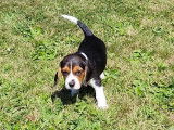 Chiot femelle Beagle de 2 mois et demi à vendre