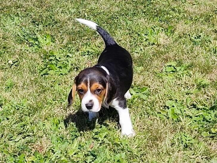 Chiot femelle Beagle de 2 mois et demi à vendre