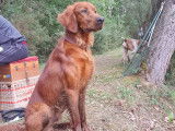 Mâle Setter Irlandais disponible pour saillie
