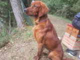 Mâle Setter Irlandais disponible pour saillie