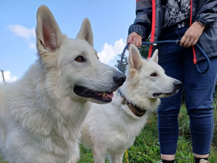 ✨🐶 Chiots à naître – Berger Blanc Suisse pedigree Saint-Hubert (FCI) 🐶✨
