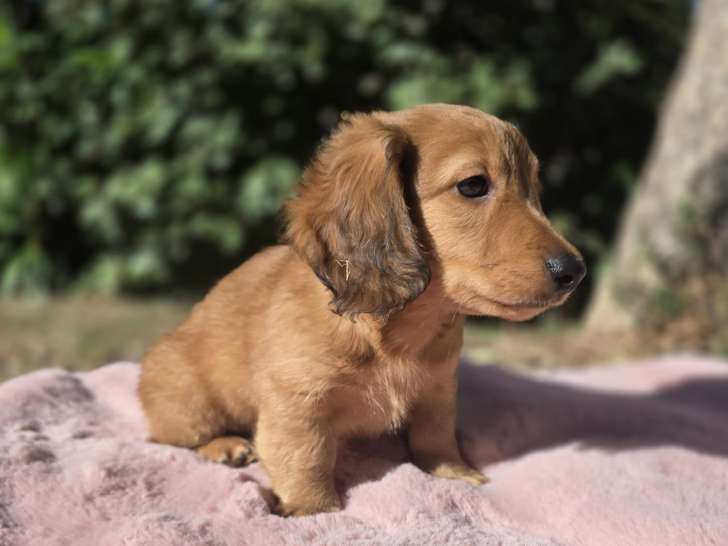 Adorable chiot Teckel à poil long à vendre