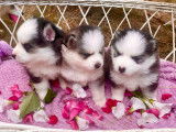 Chiots femelle Pomsky gris loup à vendre